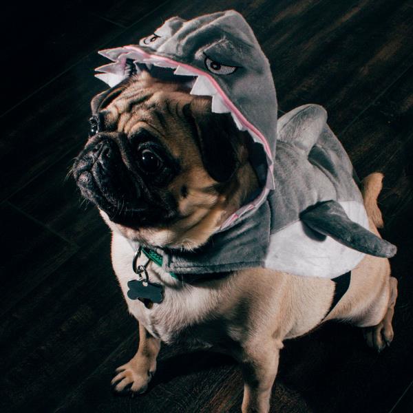 /images/uploads/pug nation rescue of los angeles/2018pugnation/entries/6091thumb.jpg